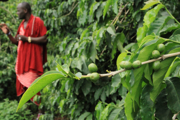 Cocoa biomass electricity production in Cote d’Ivoire 